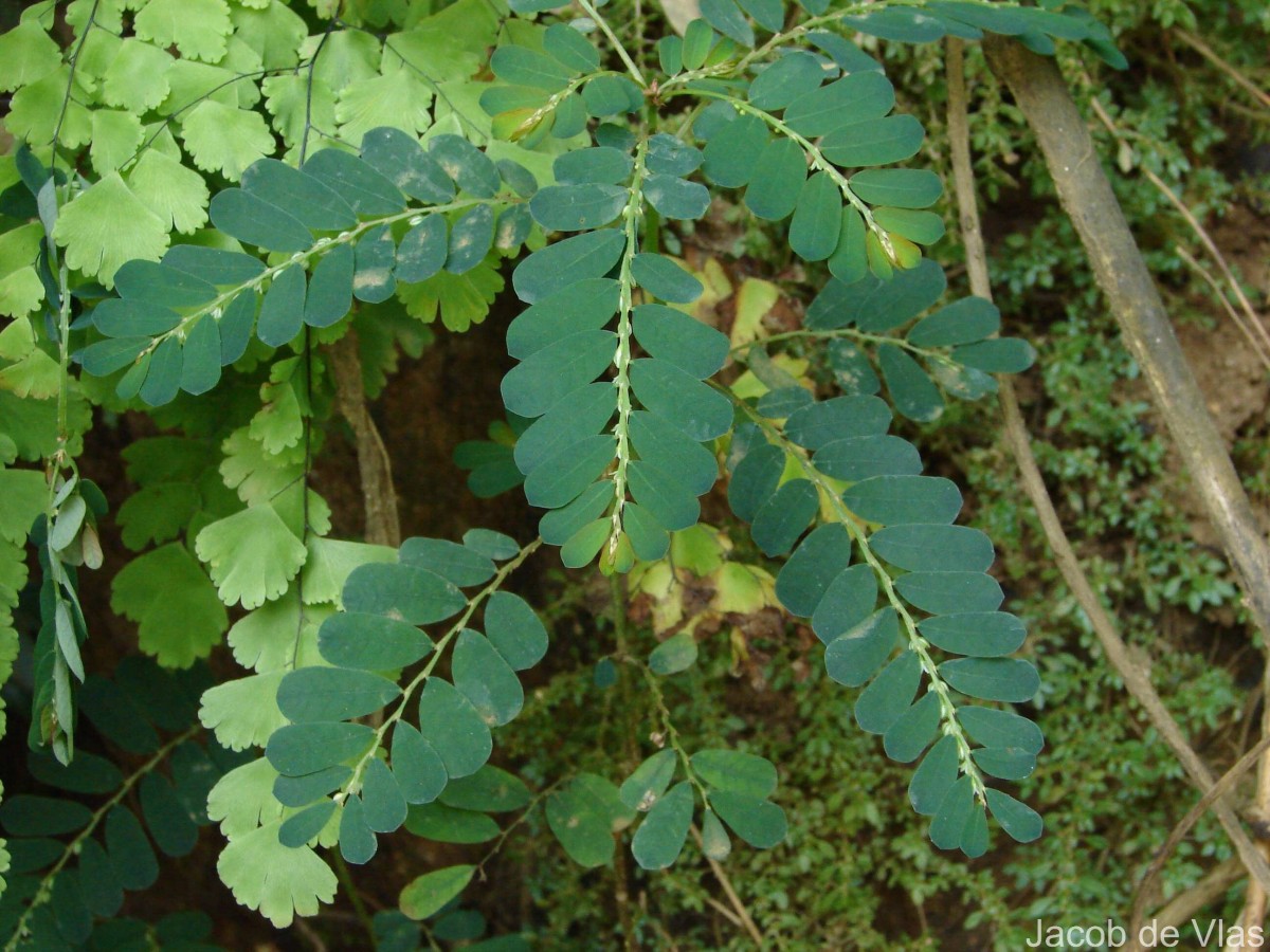 Phyllanthus debilis J.G.Klein ex Willd.